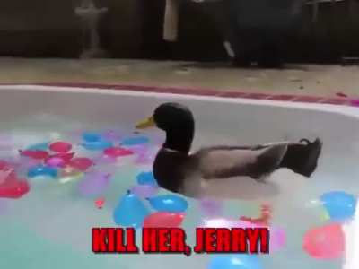 Jerry Nooooo!
