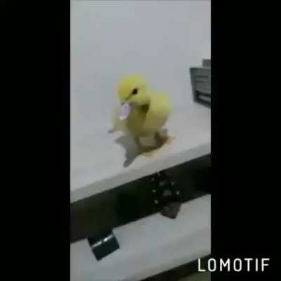 O Grande pato malokero, depois desse v&iacute;deo voc&ecirc; vai querer um pato