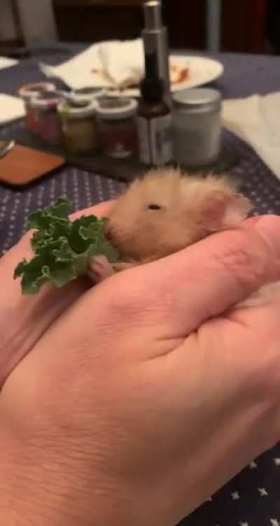 Cashew had been slowing down a lot lately, getting sad that he might be passing on soon. We gave him lots of love last night &amp;amp; cuddles &amp;amp; kale. He never used to sit like this and eat 🥺