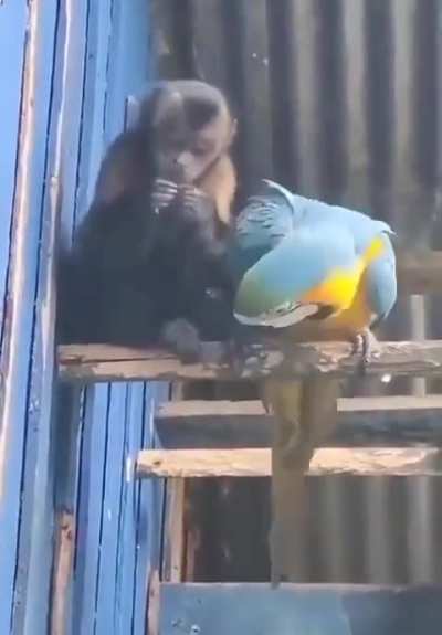 🦜 &amp;amp; 🐒