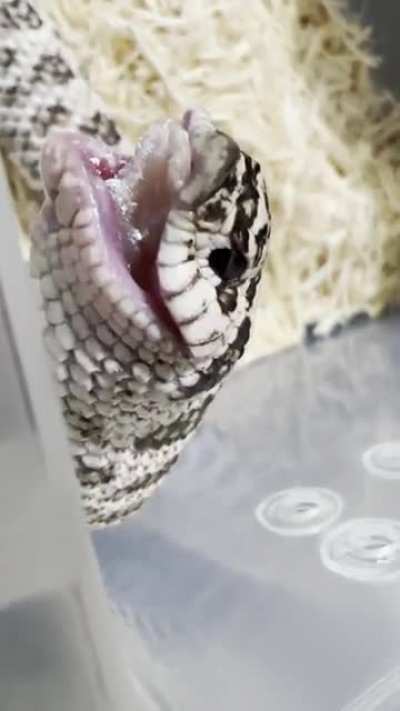 Nice shot of my super arctics rear fang while eating a frozen thawed pinky mouse🐽🐍
