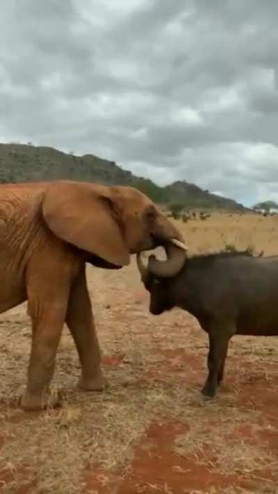daNgEROUS afRICan wiLDlifE ENGAgE in LIfe And dEath sTrUgGLE