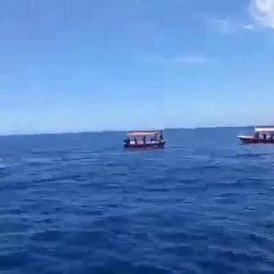 Killer whale on the hunt
