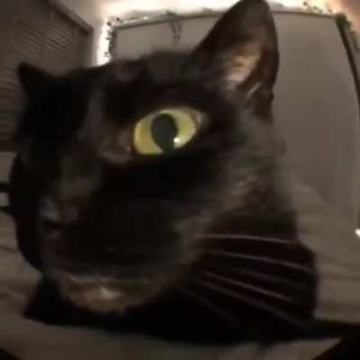 spunchbob (ft. THE cat)