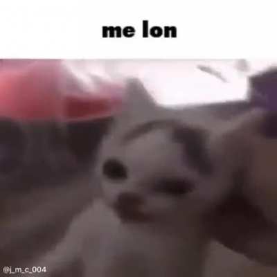 meow_irl