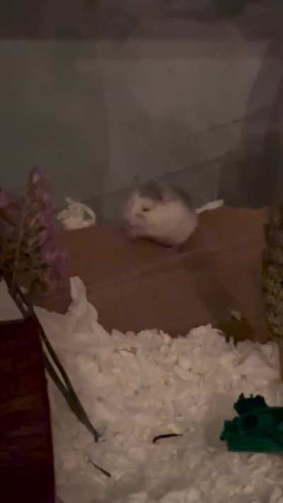 Adjusting to lights