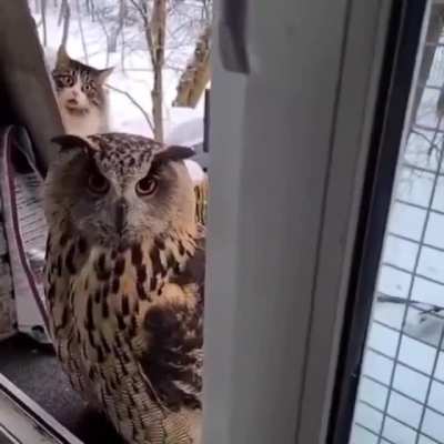 "Congrats on your hogwarts acceptance letter."