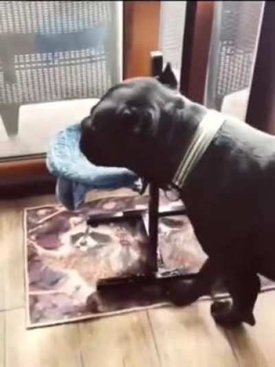 Good boy.