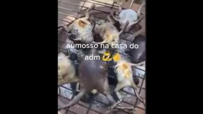 a fiscal de sapo aprova??