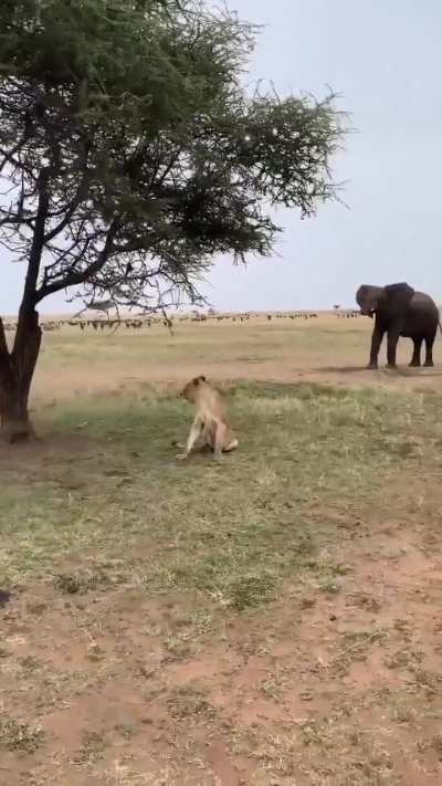 A magnificent view of wildlife in Africa&rsquo;s Serengeti National Park.
