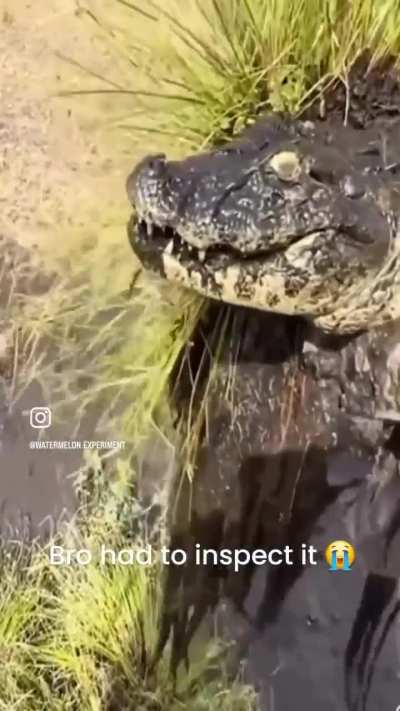 Loser city croc