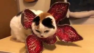 De-Meow-gorgon