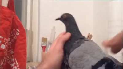 Pigeon