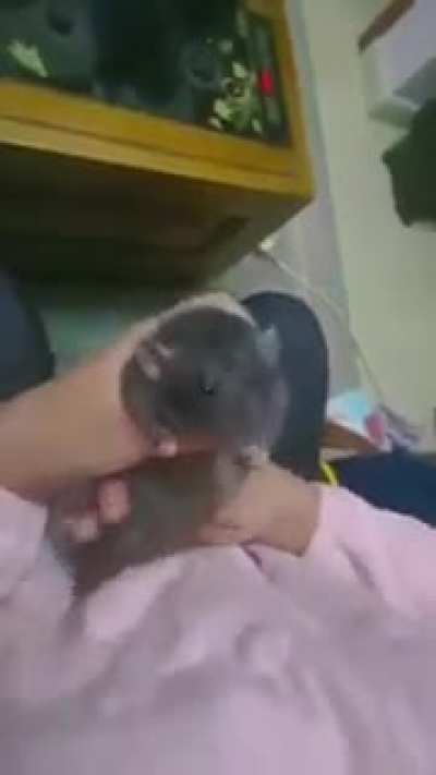 🐀💎🕺💃 parte 2