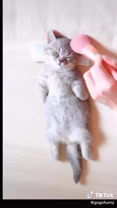 hUMan PrEPaRes poOR kiTtY's CoRPse fOr iT's FuCKinG oPeN cASkET BUriaL