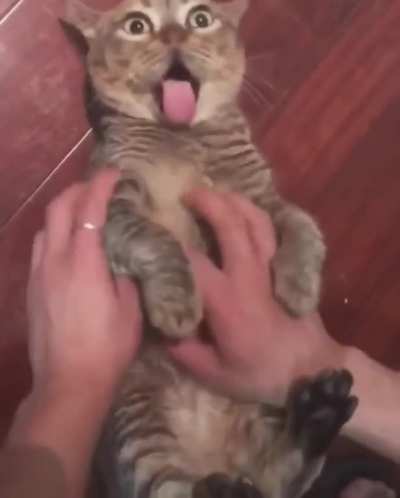 I think your cat it&rsquo;s broken