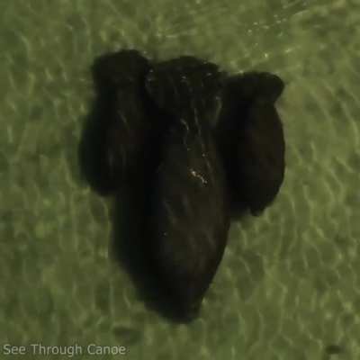 Manatee mom with a baby Manatee on each side