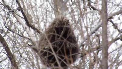 saw this porcupine in a tree in Minnesota
