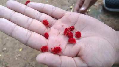 Forbidden raspberries