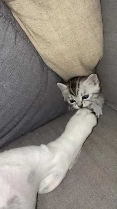Little guy terrorizing the dog