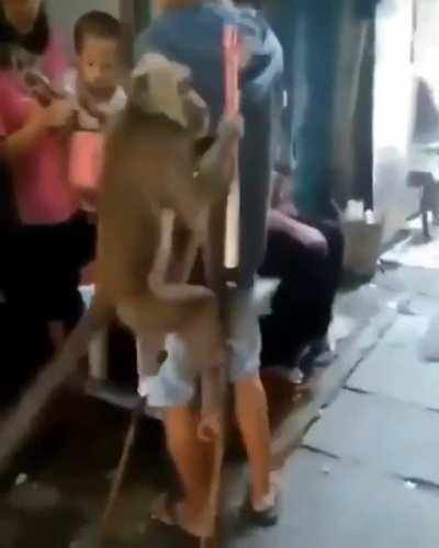 Monkey has fallen