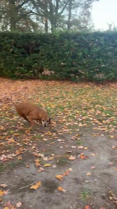 POV fall zoomies