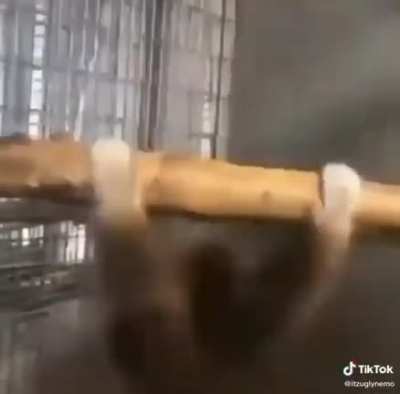 Blursed_Monke