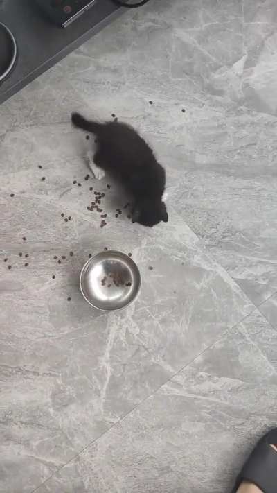 cat-os