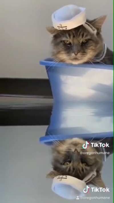 Steve Harrington at my local humane society
