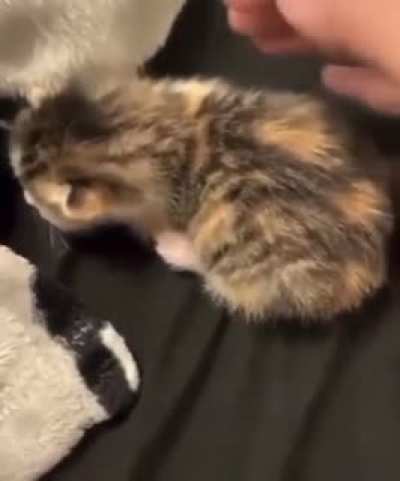 mew