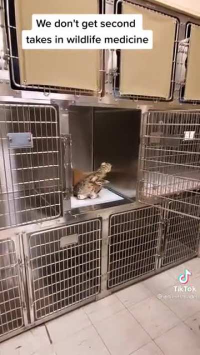 This owl coming out of anesthesia&hellip; credit: dry rents harder on tik tok
