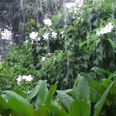 Plumeria trees