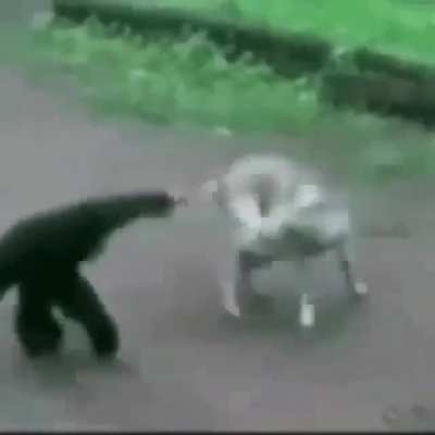 Monkey vs dog