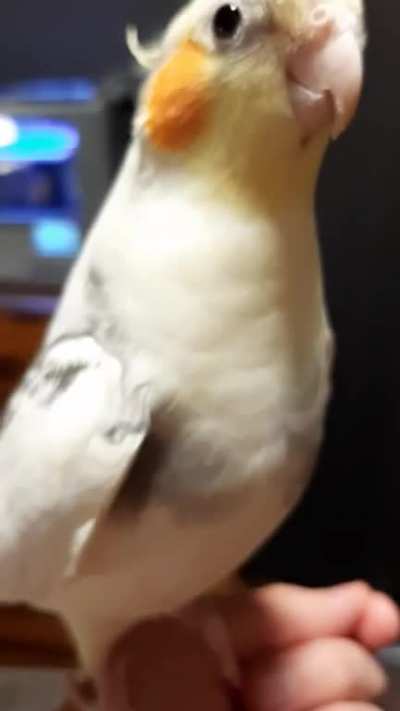 CloseBirb