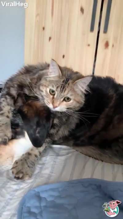 Betrayal