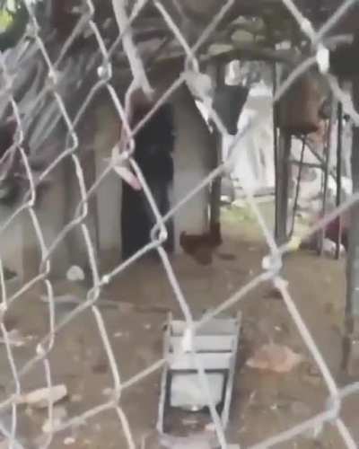 After watching The VVitch, goats creep me out, now I see one doing this...