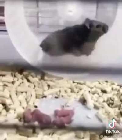 As I witness "survival of the fittest" at it's finest