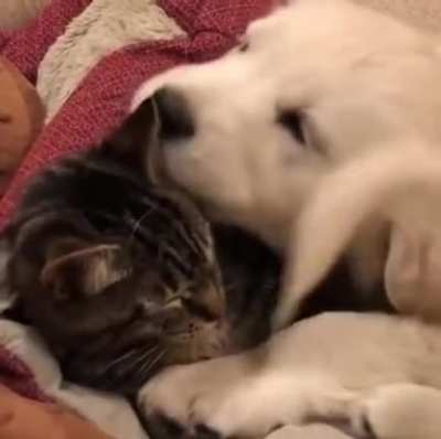 Snuggle buddies.