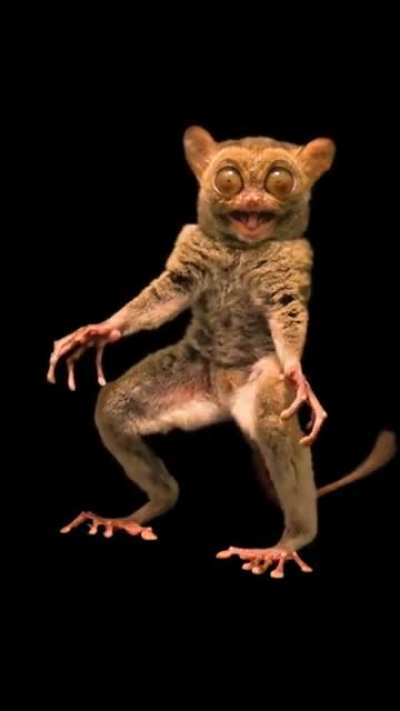 The Horsfield&rsquo;s tarsier.