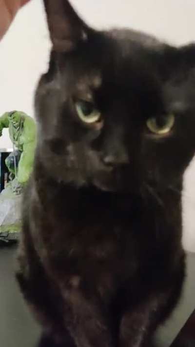 Furious purrs