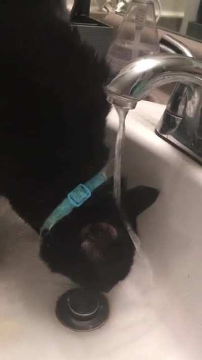Anyone else have a cat that struggles to use the sink faucet?