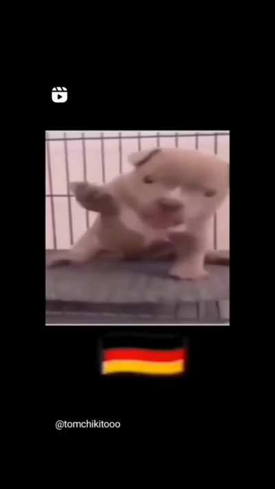 El perro del vilches 