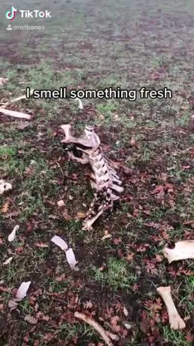 What Goes Through My Head When I&rsquo;m Bone Hunting