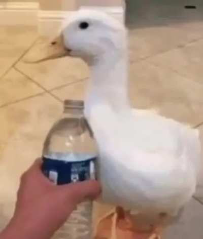 u/Whiteduck5481 ehhhe