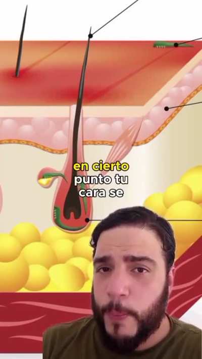 Garrapatas de jeta