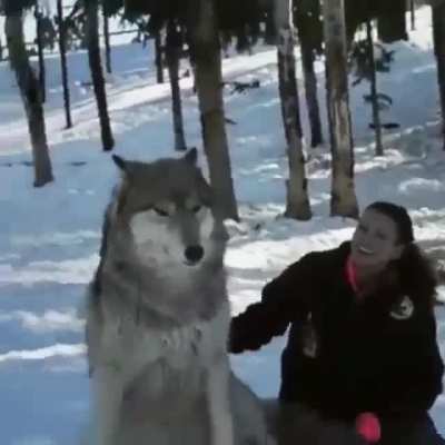 Good bigboye