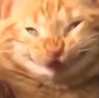 MeowFx237 v.7