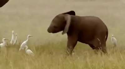 BaBy ElEpHaNt AtTaCkEd By VeNoMoUs SnAkE rIgHt In ThE fAcE