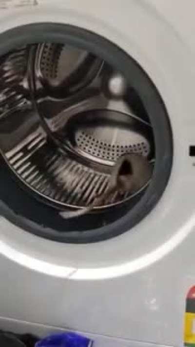 Free roaming isn't enough for Teddy, he needs to sneak into the laundry to work on his chub levels