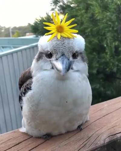 Sunnybirb